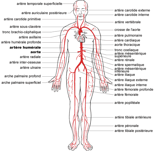 Schéma arteres corps